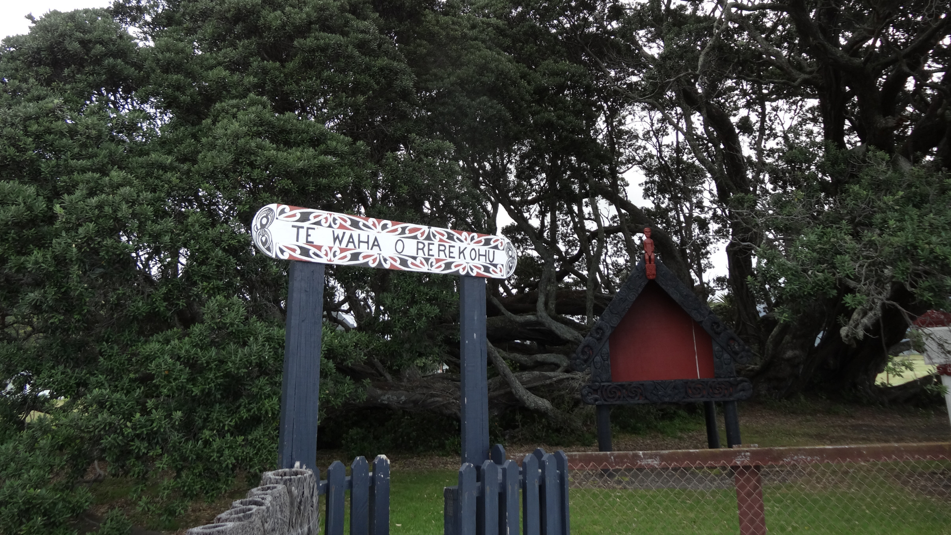 e Waha O Rerekohu - Oldest Pohutukawa Tree | East Cape NZ