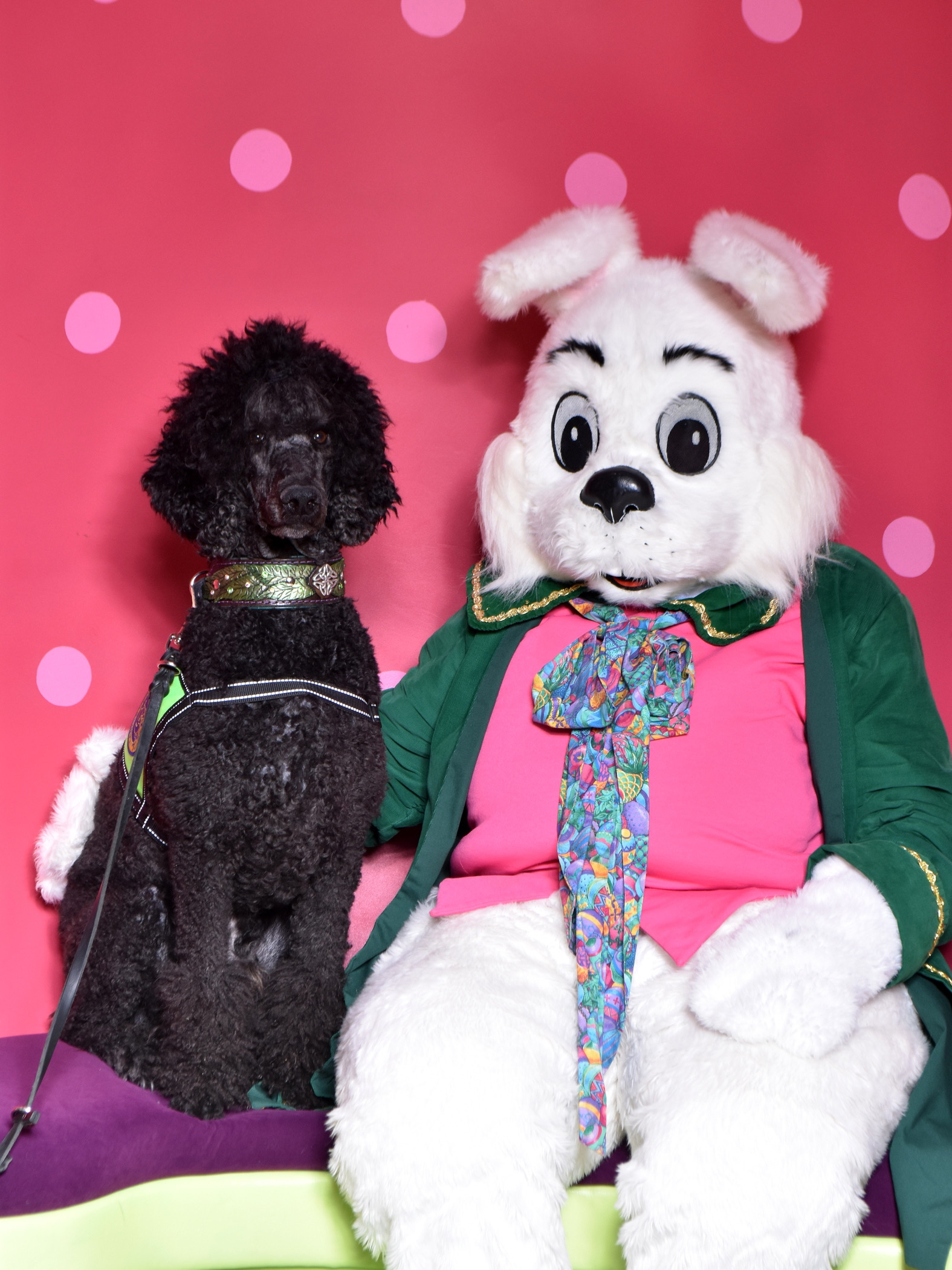 Nick, a blue Standard Poodles with the Easter Bunny