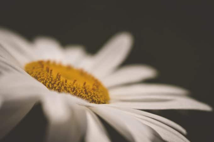 macro photography picture of a daisy with a black background