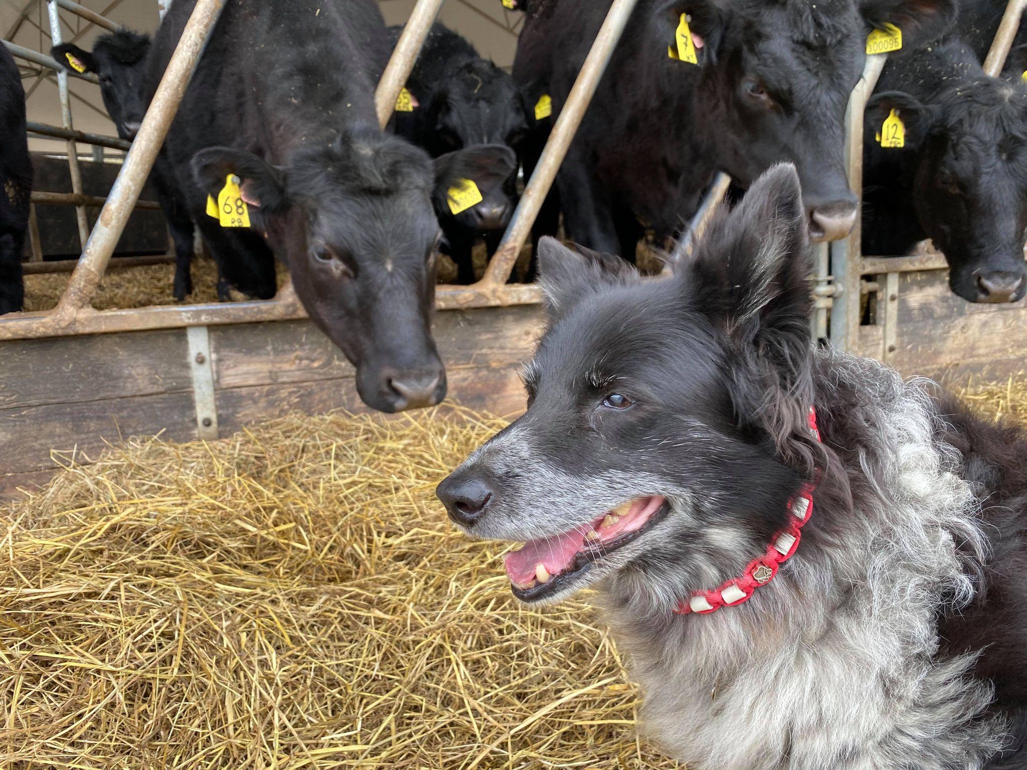 Sheepdog with cattle in the UK