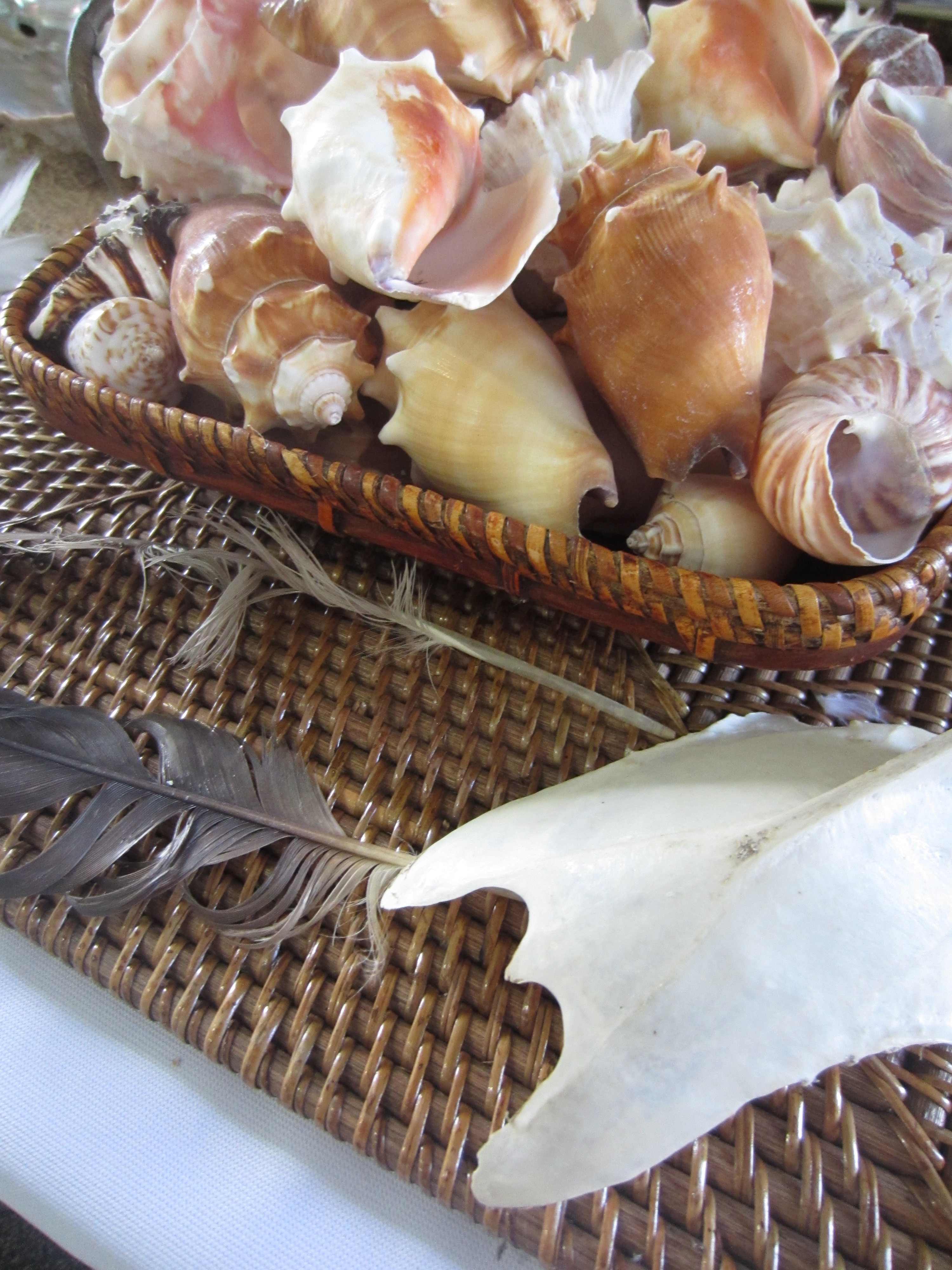 Seashells - for teaching ISLAND OF THE BLUE DOLPHINS by Scott O'Dell: "Beach gleanings" as story props - LitWits Workshops