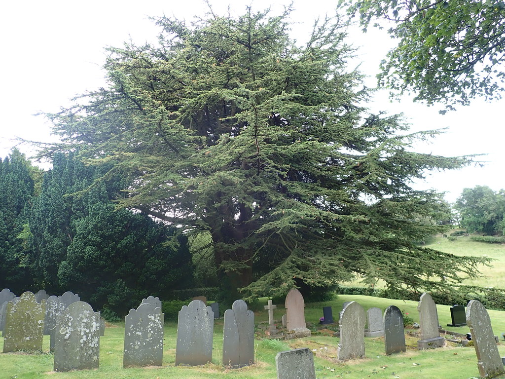A yew tree in a graveyard.