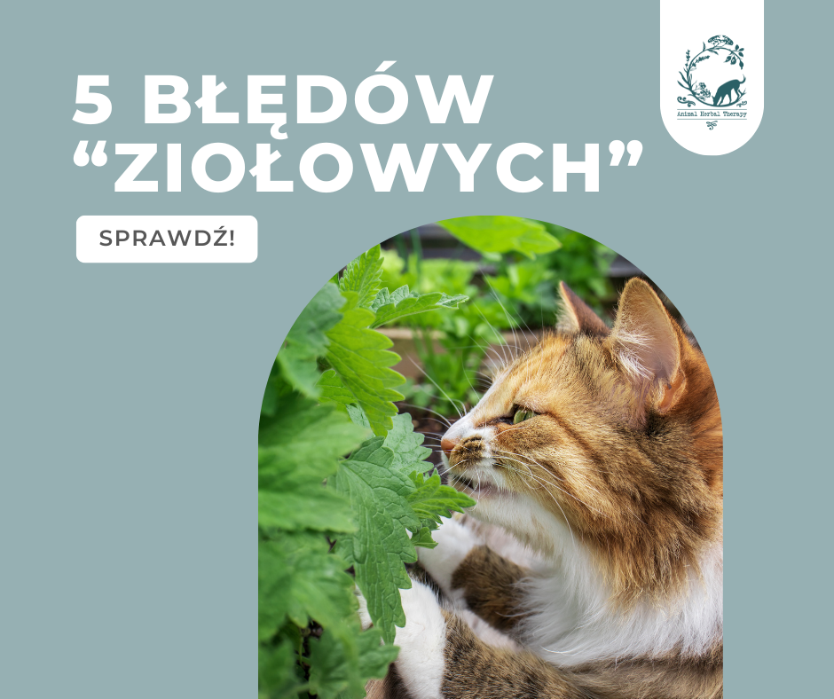 Kot wąchający zioła - 5 najczęstszych błędów w stosowaniu ziół dla psów i kotów