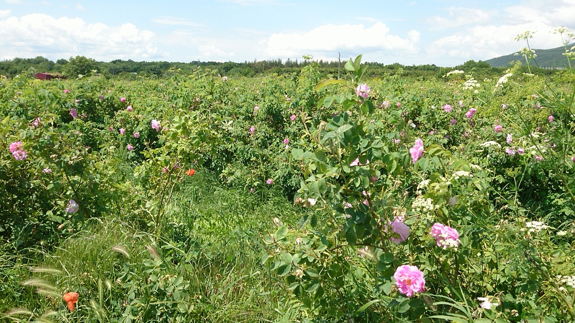 Bulgaria | Damascena Ethnographic complex Skobelevo