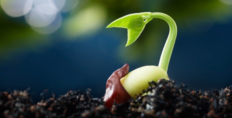 fresh green germination of a tendril from a seed resting on the earth
