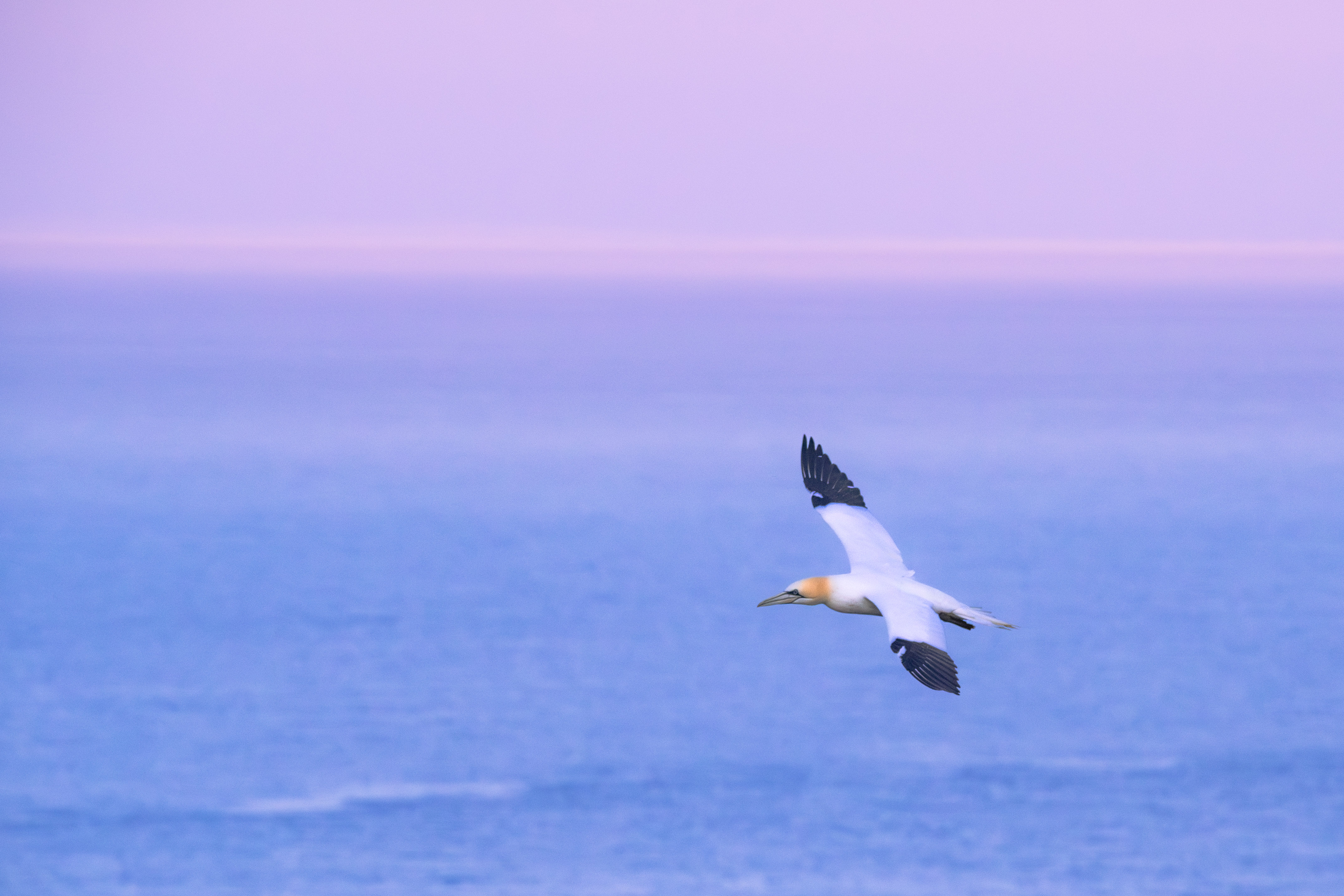 Gannet at blue hour