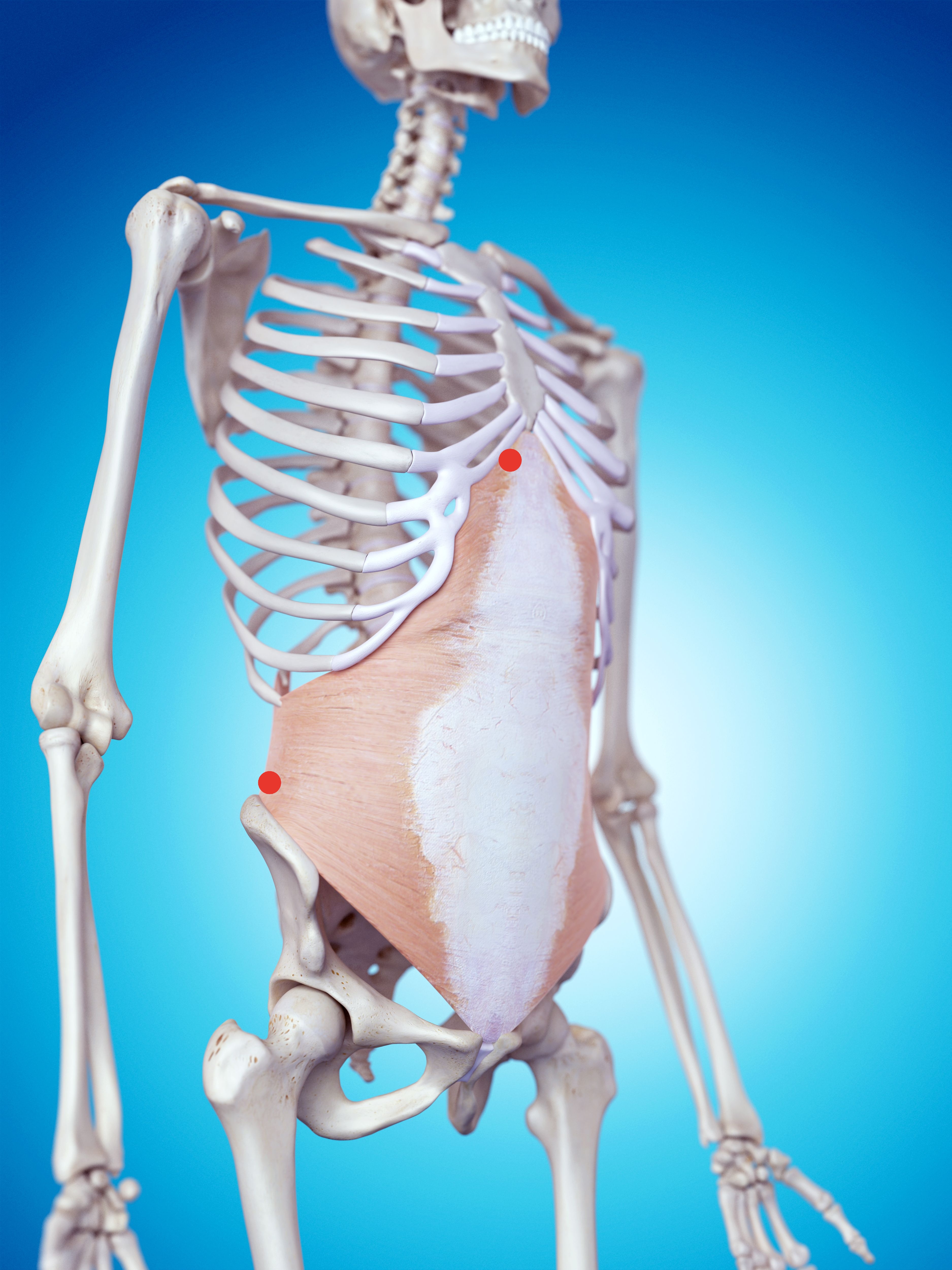 Transverse abdominis diaphragm point