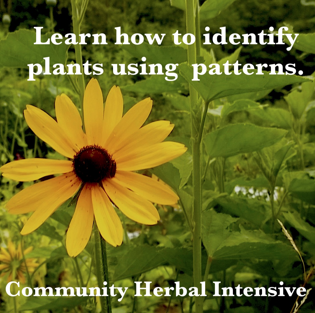 Photo of black eyed susan flower that says: Learn how to use plants using patterns.