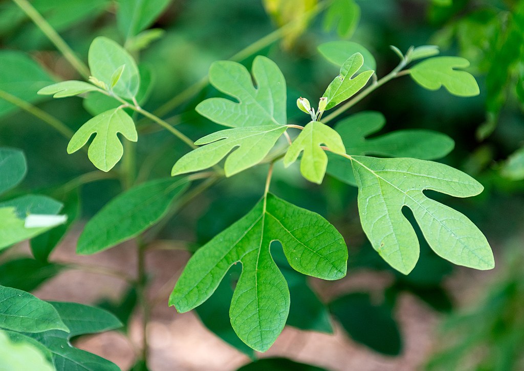 Sassafras leaves by Randy Everette, CC BY-SA 3.0 <https://creativecommons.org/licenses/by-sa/3.0>, via Wikimedia Commons