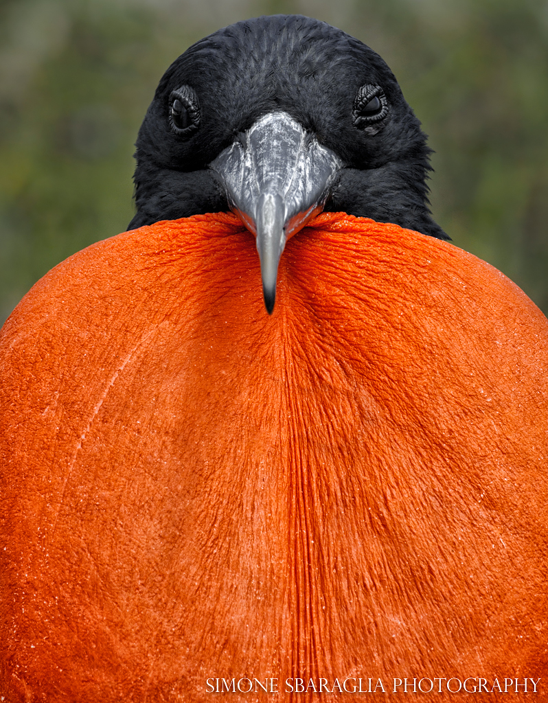 La sociologia epidemica di Philip Strong – Nuova serie dei delitti e delle  pene, image size:798x1024