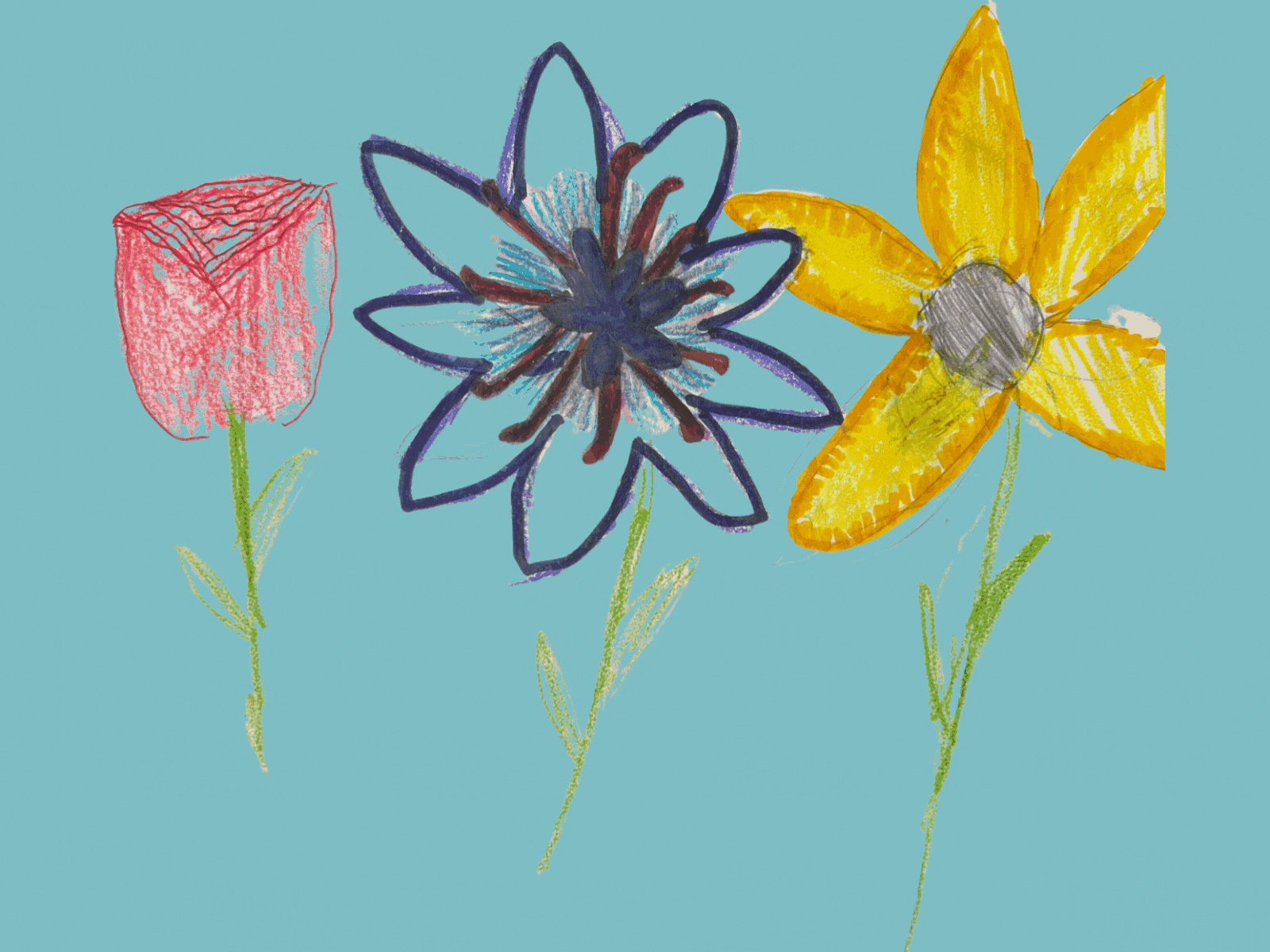 A collection of drawings of wildflowers by kids