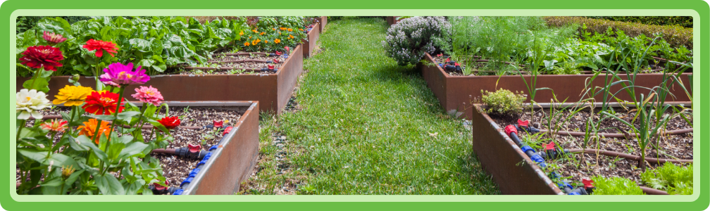 Moestuin in verhoogde bedden met gewasrotatie