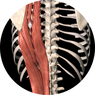 Create Havoc - Thorax