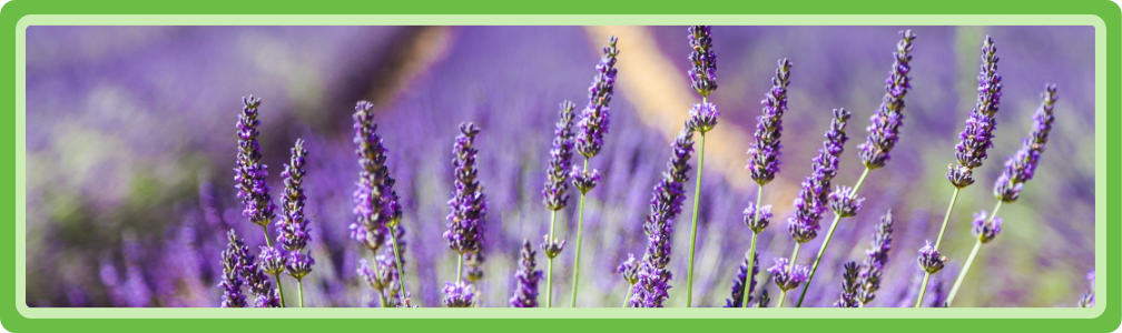 Een veld met lavendel in het droge klimaat van de Middellandse Zee