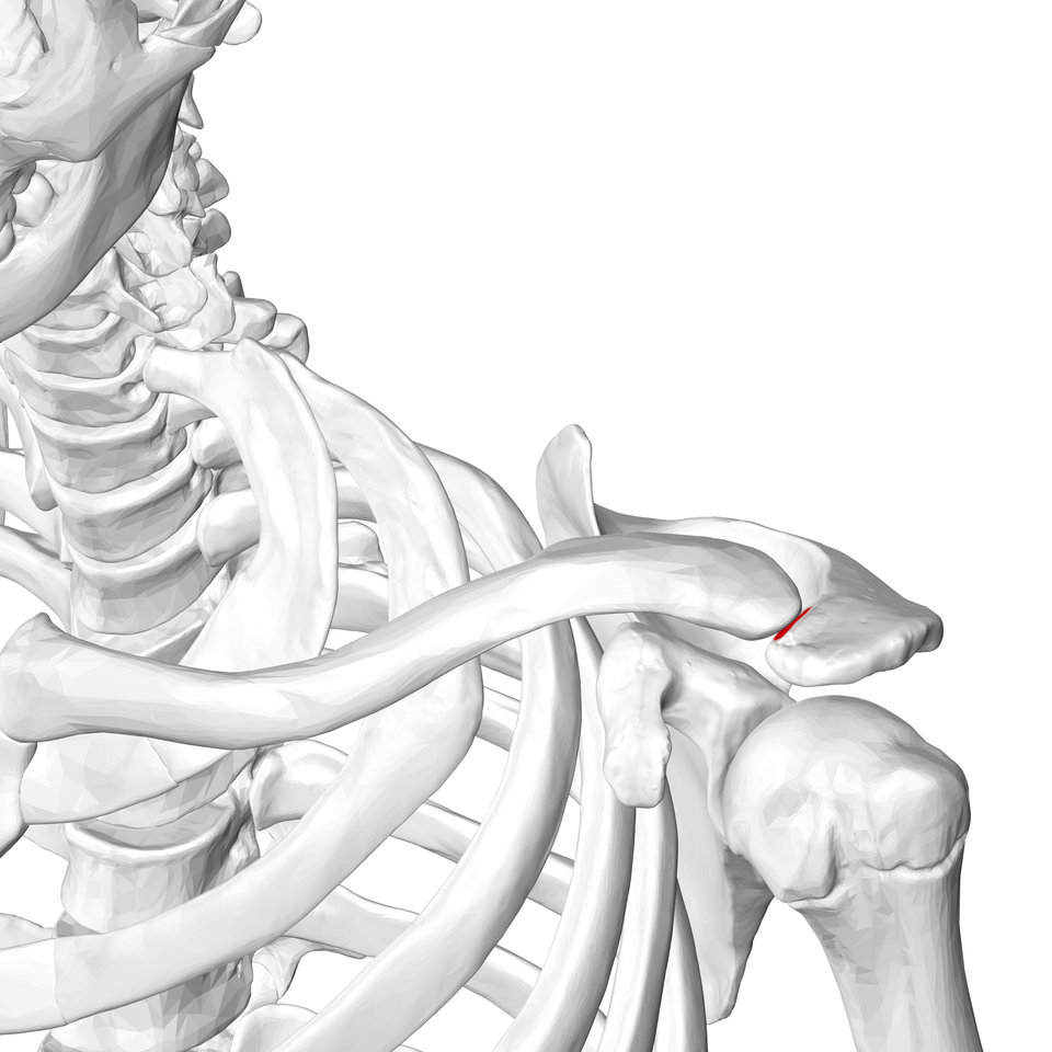 BodyParts3D is made by DBCLS., CC BY-SA 2.1 JP <https://creativecommons.org/licenses/by-sa/2.1/jp/deed.en>, via Wikimedia Commons