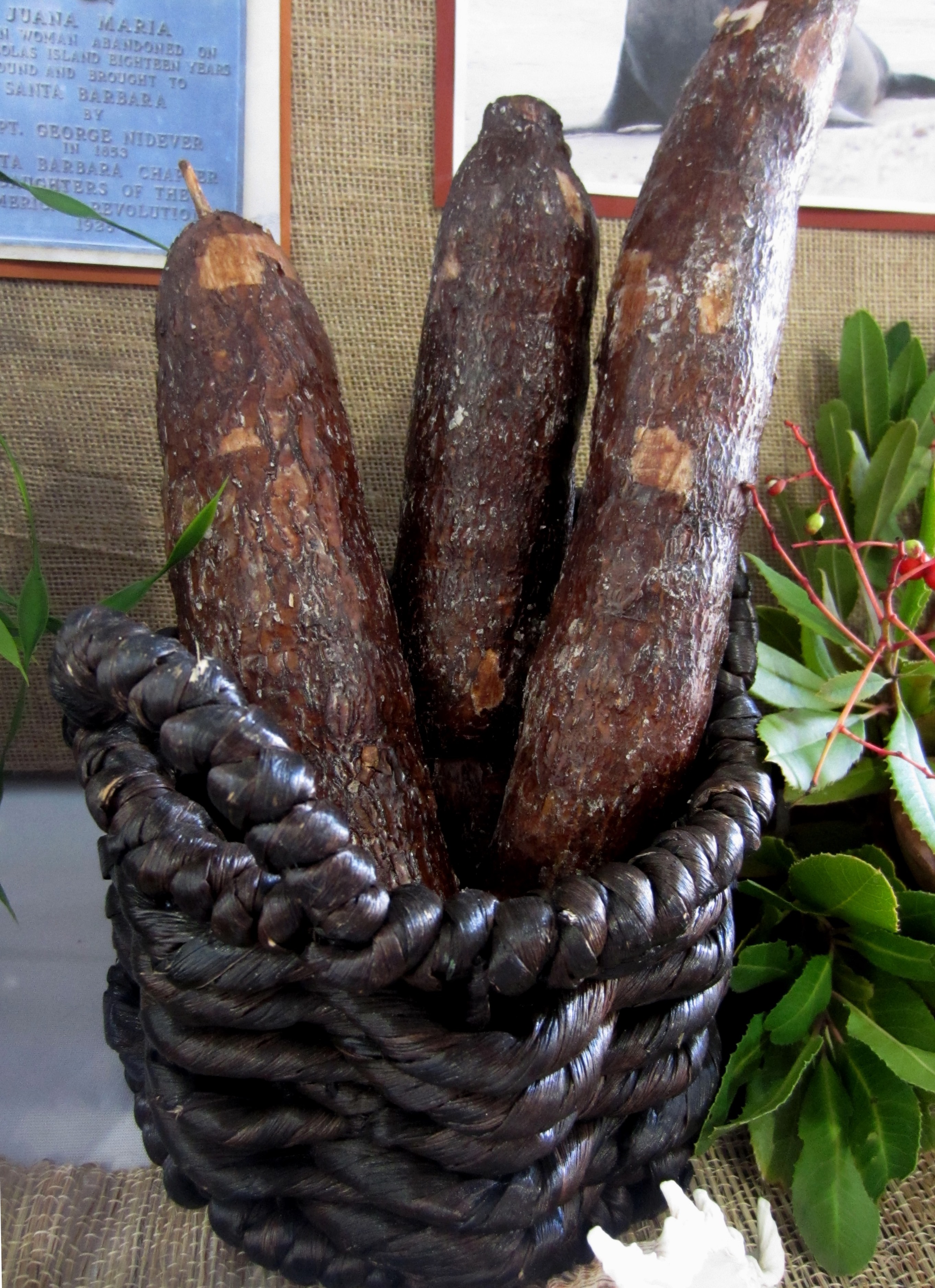 Yucca - for teaching Scott O'Dell's ISLAND OF THE BLUE DOLPHINS: Yucca roots as story props - a creative teaching idea from LitWits Workshops/LitWits.com