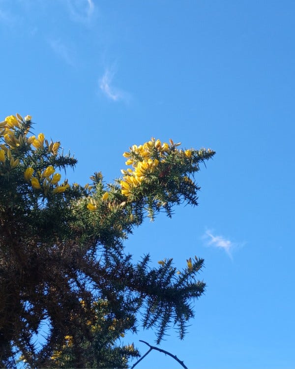 Photo en contre-plongée d’une branche d’un arbuste d’ajonc épineux à fleurs jaunes qui se déploie devant un ciel bleu avec deux mini nuages qui l’encadrent 