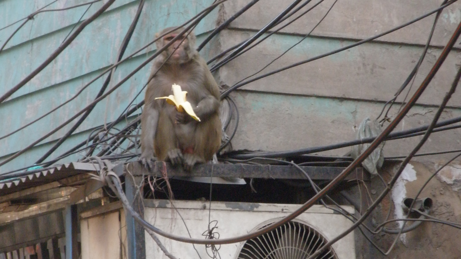 Chandi Chowk - Old Delhi