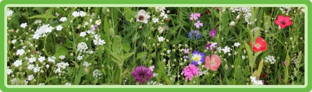 Gezonde flora door te weten wat ze nodig hebben