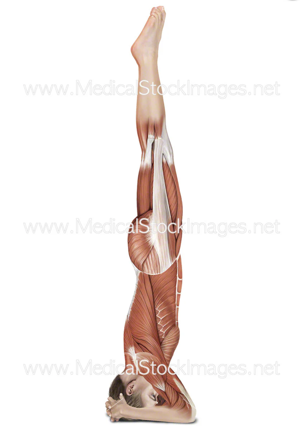 sirsasana muscle