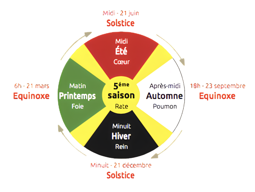 Roue des engendrements de la médecine traditionnelle chinoise illustrant les cinq éléments (Eau, Bois, Feu, Métal, Terre), leurs organes associés, les saisons et les points cardinaux, dans une approche naturopathique holistique.
