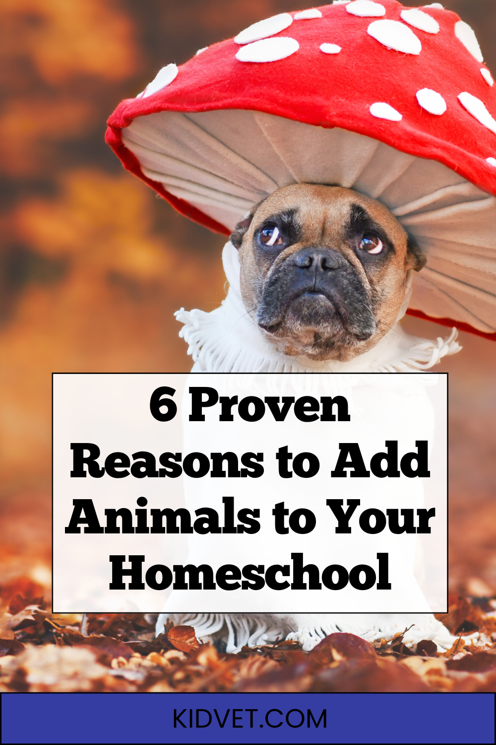 dog wearing silly mushroom hat is cute, science curriculum for homeschoolers, animal science homeschool curriculum