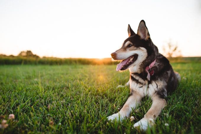 Black and tan dog laying down during golden hour