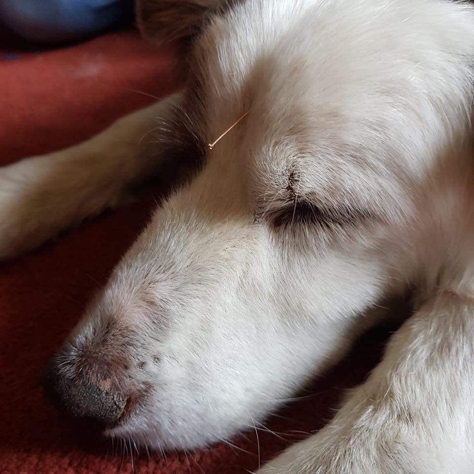 Canine Acupuncture from Lyndsay Brazil at Cotswold Equine veterinary services