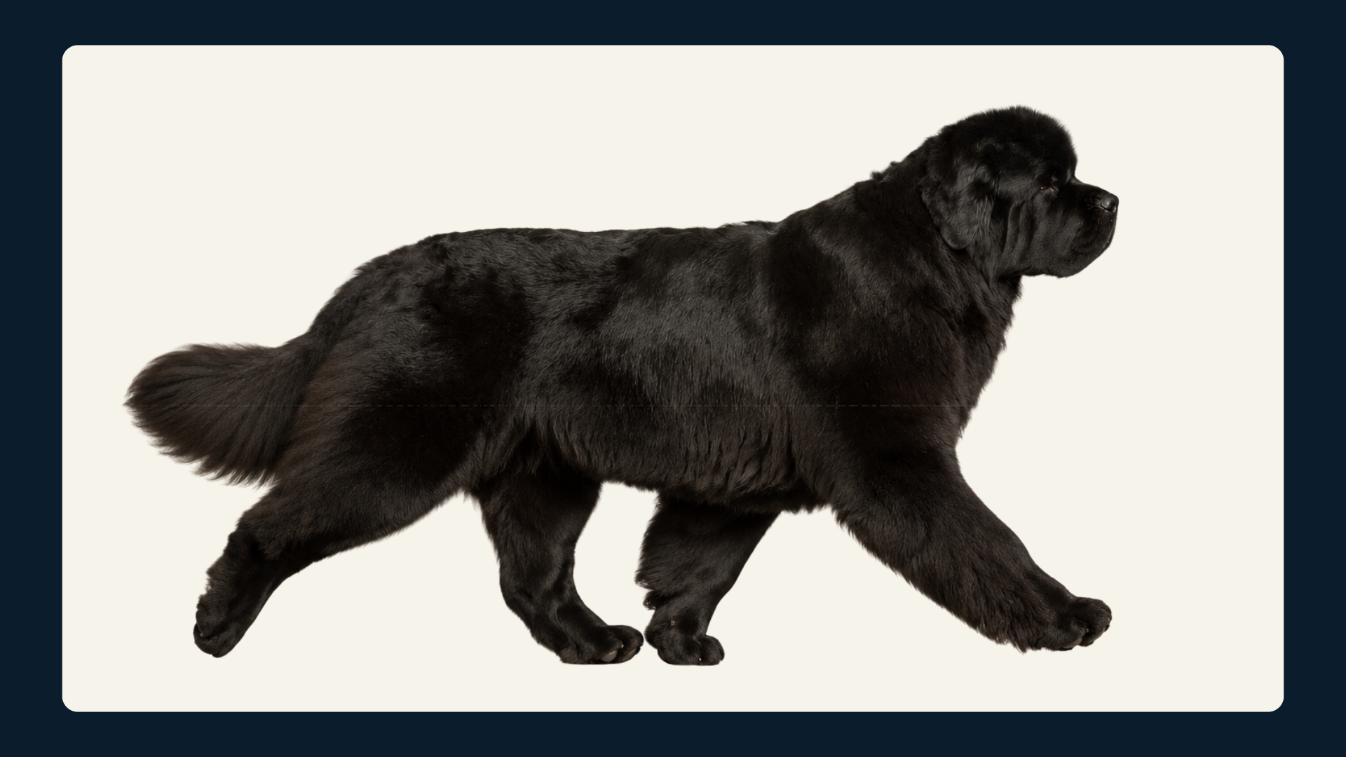 Black Newfoundland dog moving in profile with subtle gait lines showing structure and movement