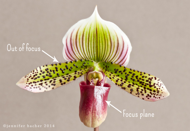 A pink and green orchid with the bottom plane in focus. 