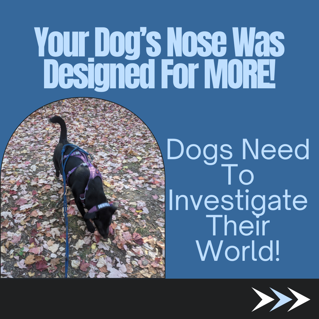 A black lab sniffs the leaves. Text states, "Your Dog's Nose Was Designed For More, Dogs Need To Investigate Their World!"