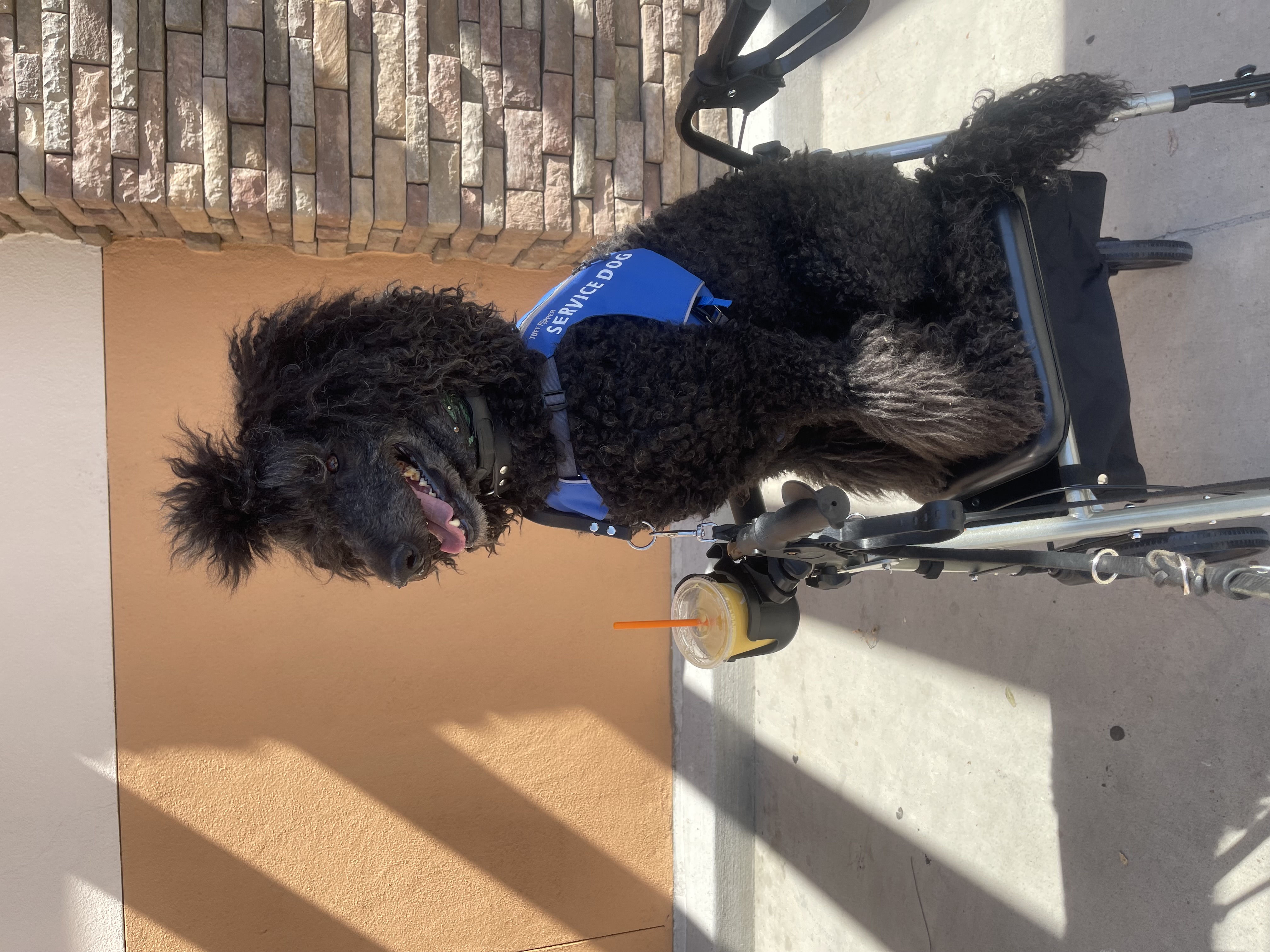 A blue Standard Poodles sitting sitting on a rollator