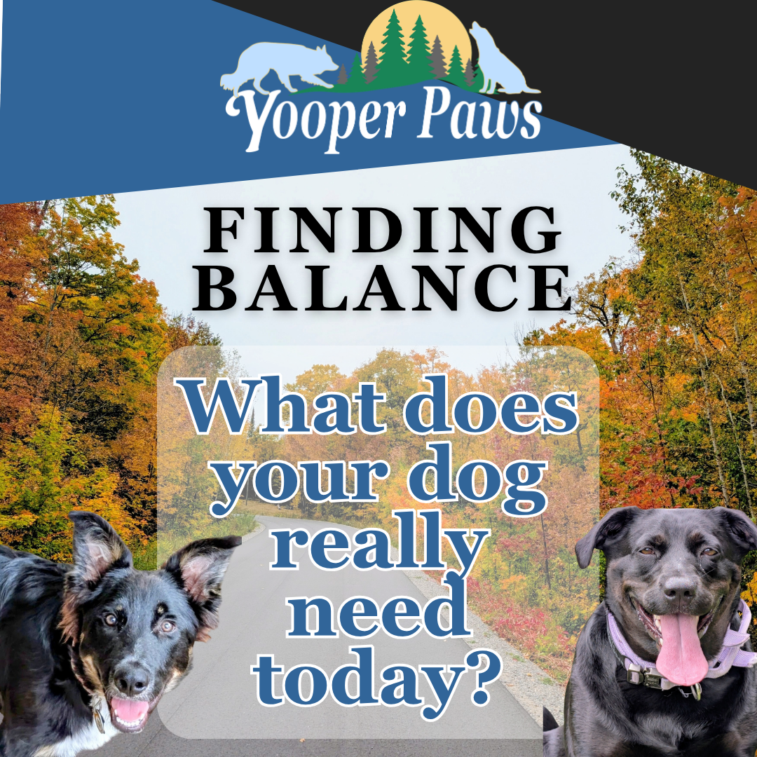 Finding Balance (October Theme of the Month) with a road outlined in trees holding fall colored leaves, a border collie stands to the left and a black lab sits to the right.