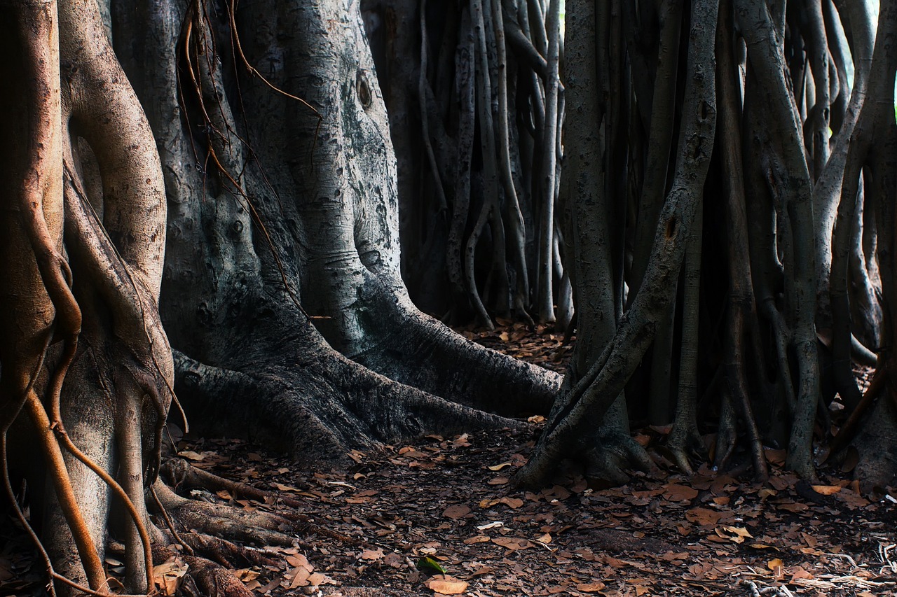 Image by 12019 from Pixabay of trees and roots in Australia.