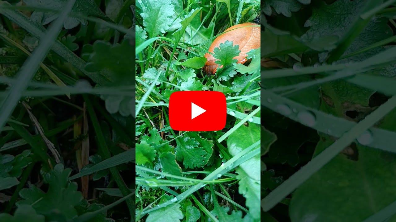 Vidéo en gros plan d'une limace orange dévorant de jeunes pousses dans l'herbe verte