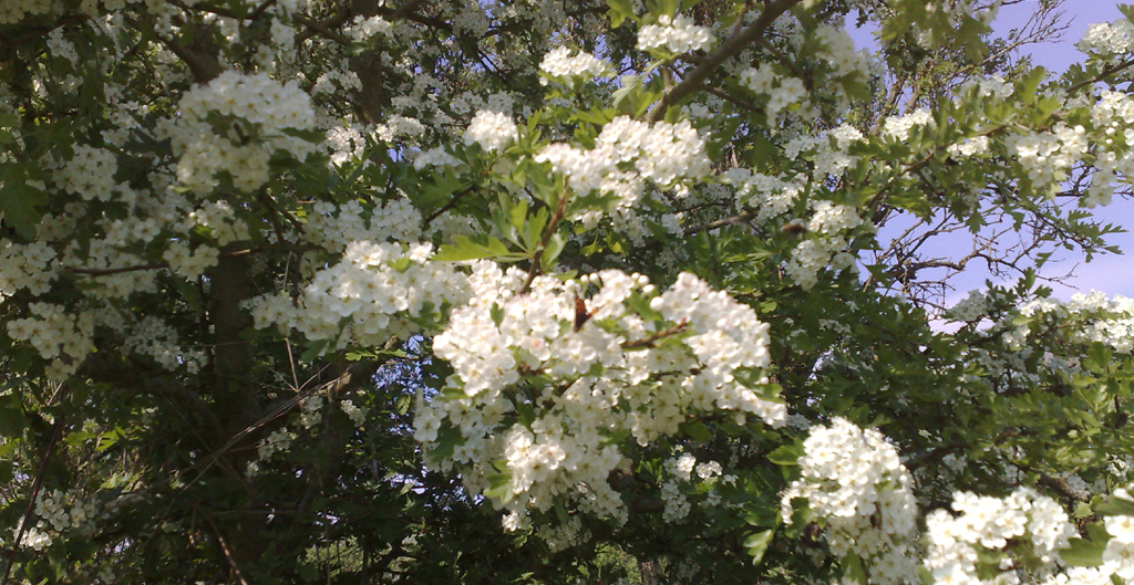 Meidoorn - Crataegus monogyna