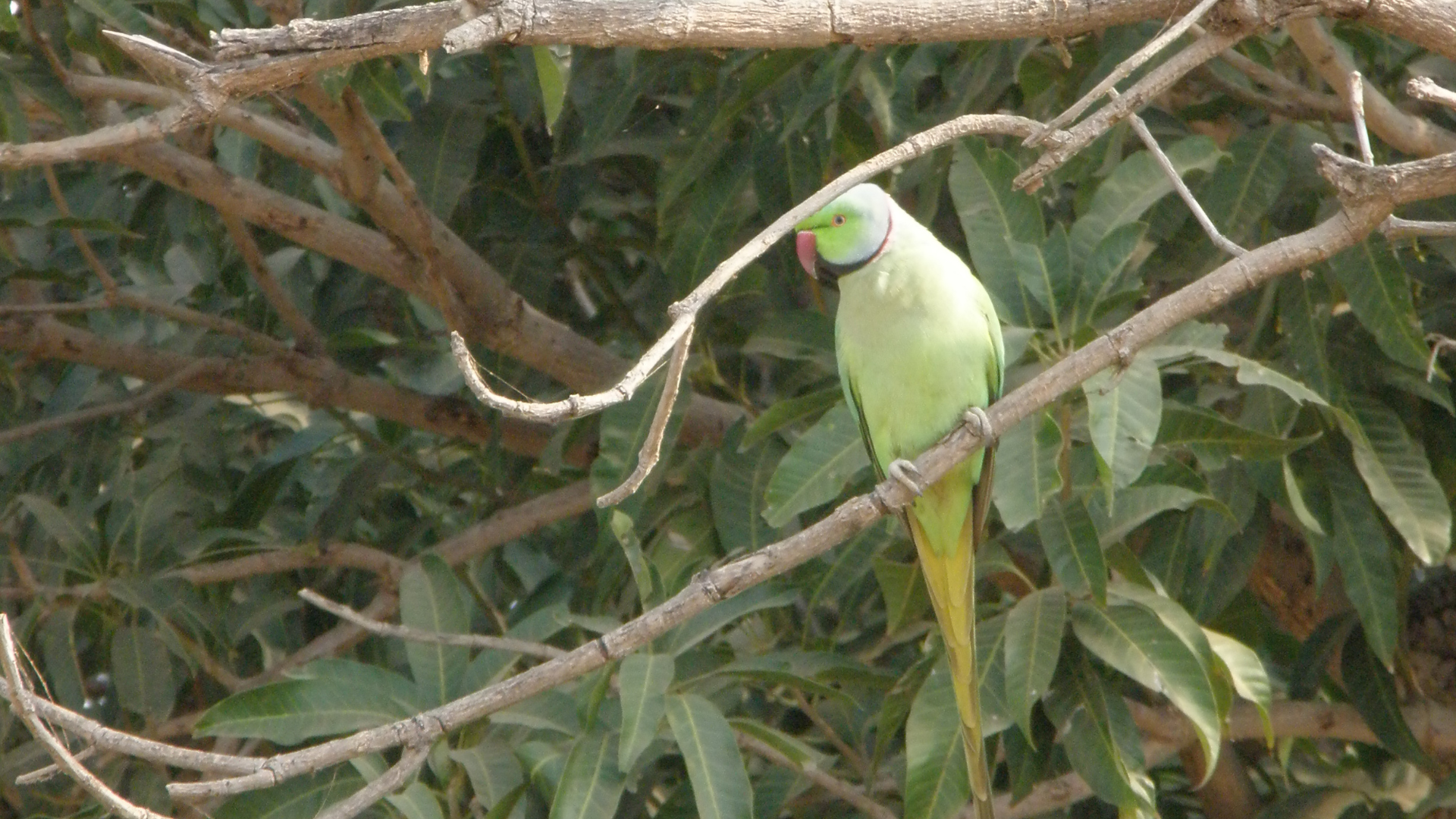 The Striking Rose-ringed Parakeet, Uniara Village