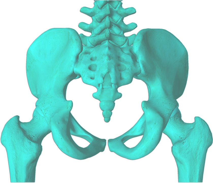 The Pelvis