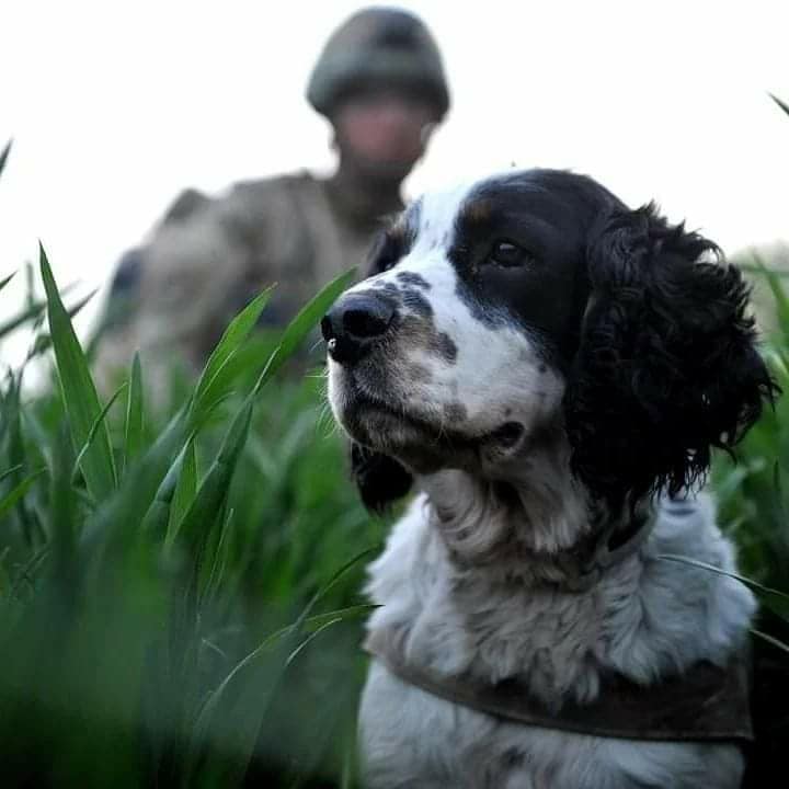 Spaniel search dog working
