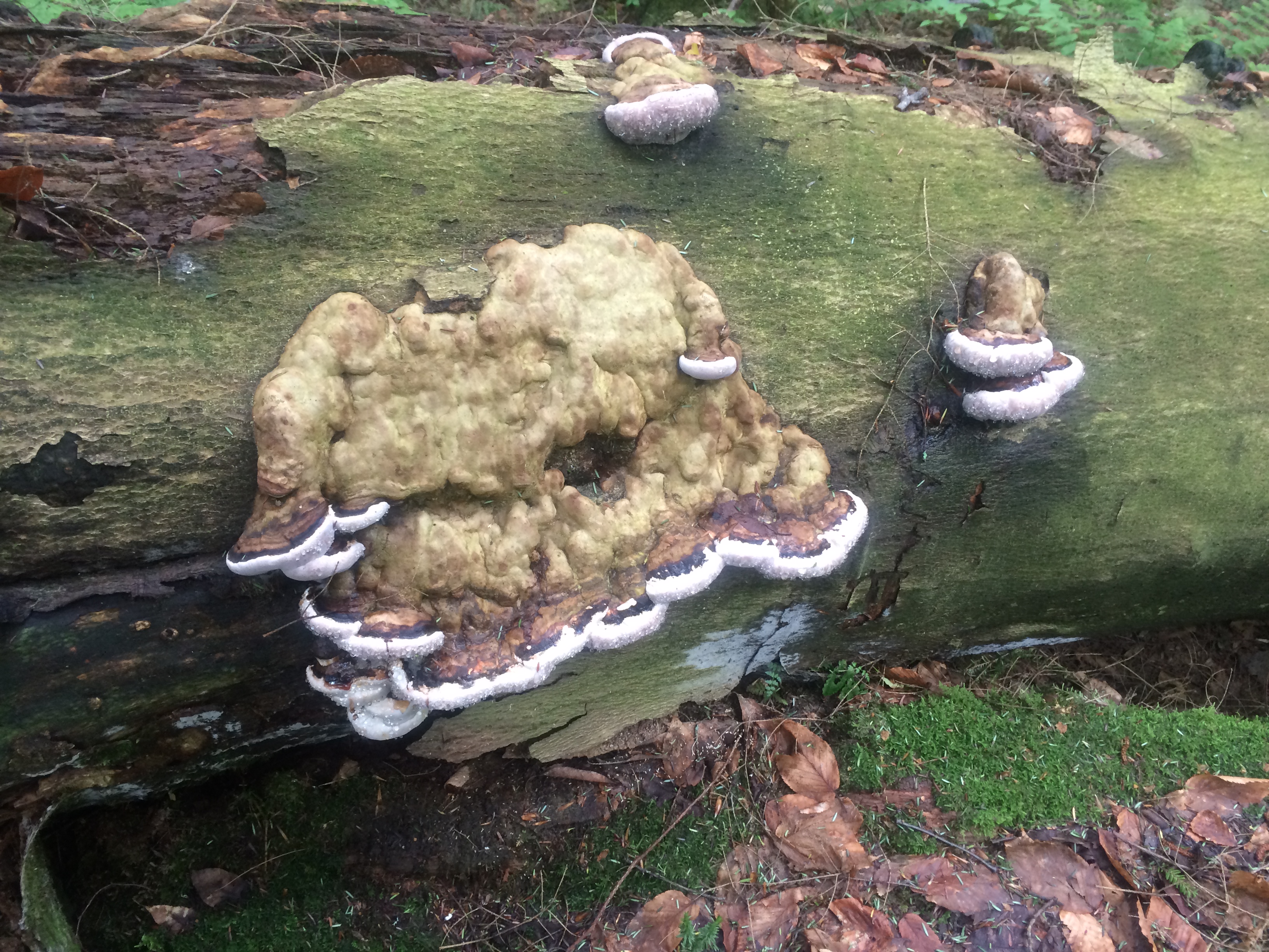 Artist's conk mushroom