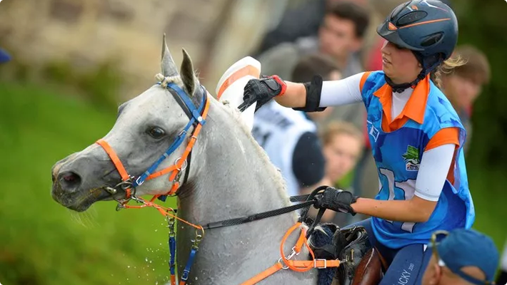 Paard afkoelen tijdens endurancewedstrijd