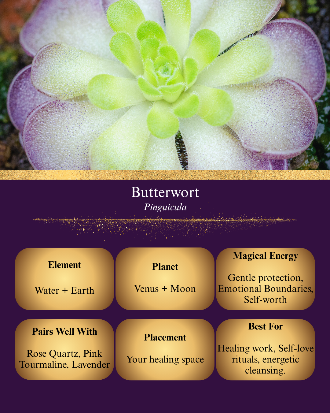 A digital graphic titled "Butterwort (Pinguicula)" featuring a top-down macro view of a pale green and lavender succulent-like rosette. Below, six gold boxes on a purple background detail its magical properties: Element (Water + Earth), Planet (Venus + Moon), Magical Energy (Gentle protection, Emotional Boundaries, Self-worth), Pairs Well With (Rose Quartz, Pink Tourmaline, Lavender), Placement (Your healing space), and Best For (Healing work, Self-love rituals, energetic cleansing).