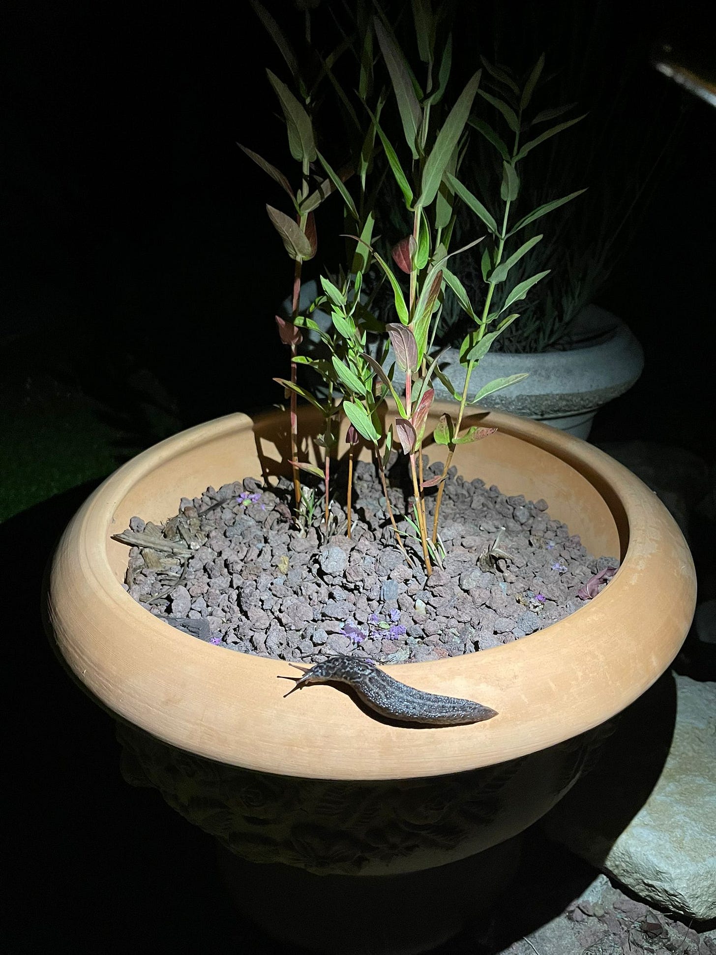 Limace léopard sur le rebord d'un pot en terre cuite, prise de nuit avec un flash