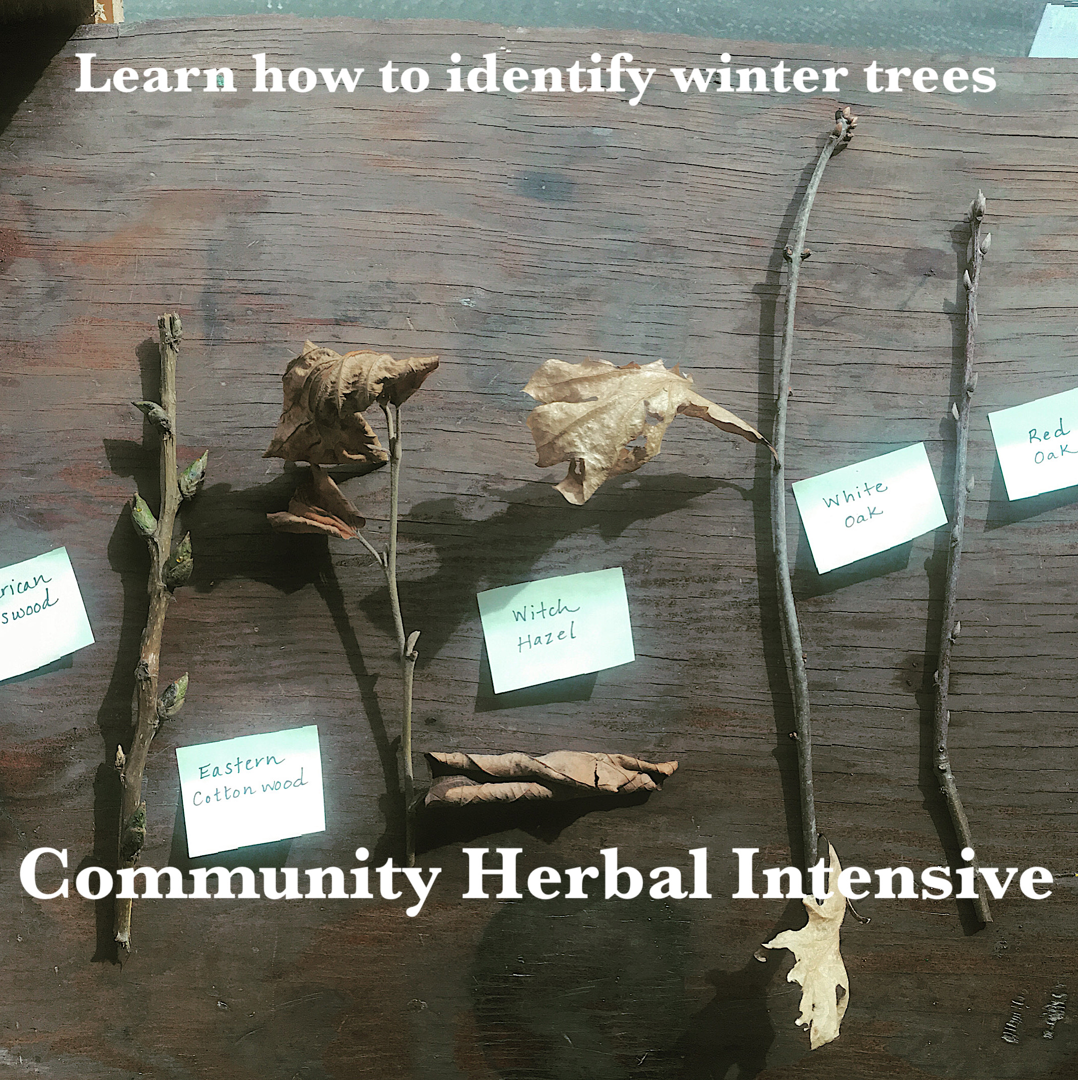 Tree Identification panel of labeled twigs - photo also says learn how to identify winter twigs