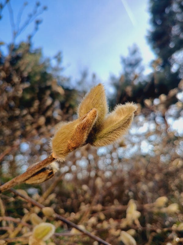 Photo en gros plan d'un bourgeon velu devant un ciel bleu et des arbres à l'arrière plan