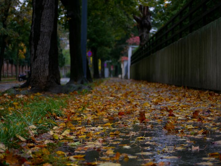August Leaves