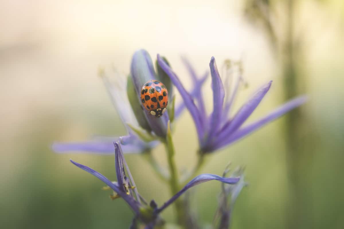 macro photography shot of a lady bug on a small purple flower.