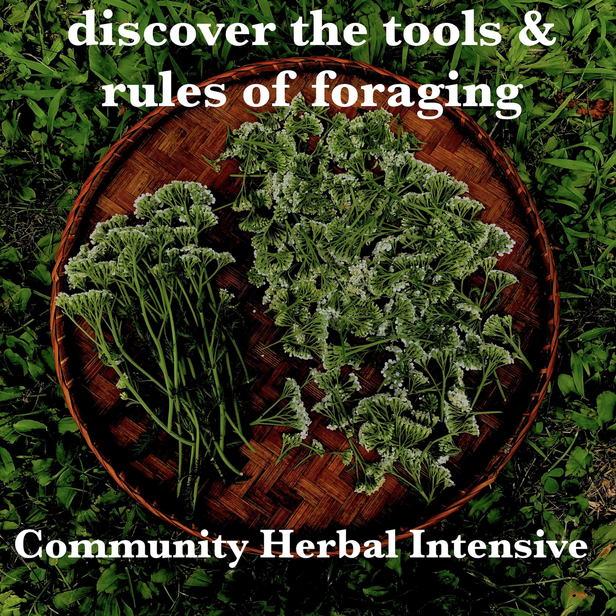 A photo of yarrow harvested for medicinal use.