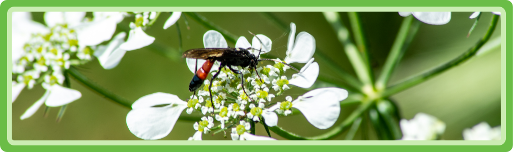 Gunstige insecten op schermbloemfamilie