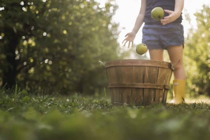 Child at apple picking farm just one of several photos that tell a story